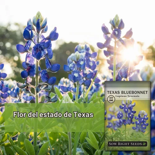 Vista 3 de Sow Right Seeds - Semilla de Bluebonnet de Texas para plantar jardín