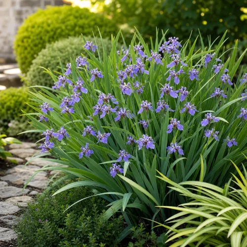 Vista 2 de Walking Iris Regina 3 plantas vivas Planta apóstol gigante Espécimen floreciente fragante exótico