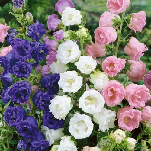 Vista 3 de Semillas Canterbury Bells Doble Mezcla Flores Bienales
