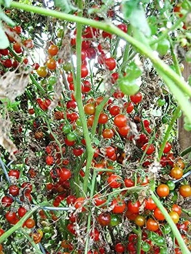 Vista 6 de Más de 30 semillas de tomate de grosella y guisantes dulces, sin OMG, extra dulce y de gran rendimiento, bajo en ácido, indeterminado, polinizado