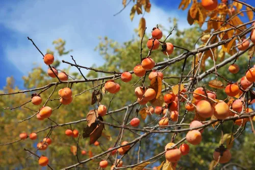 Vista 2 de TomorrowSeeds - Semillas de árbol de caqui americano - Más de 20 unidades - para plantar 2026 Diospyros Virginiana Caquis orientales comunes Árboles