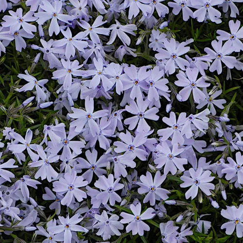 Vista 3 de Phlox Subulata Azul esmeralda, Phlox rastrero, Phlox musgo/rosas, cubierta del suelo, perenne mate perenne con codiciadas flores azul-púrpura