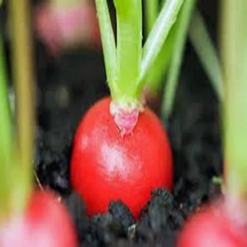 Vista 2 de Semilla de rábano, cereza belle, reliquia, sin OMG, más de 100 semillas, rábanos rojos