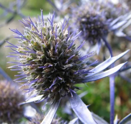 Vista 5 de 25 semillas de flores Blue Star SEA Holly Eryngium