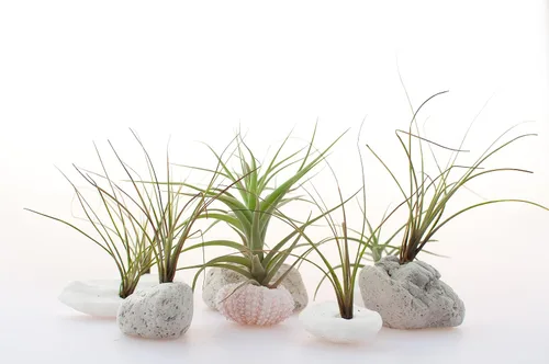 Vista 17 de Tillandsia Plantas de aire vivas de interior (paquete de 100), plantas de aire, recuerdos de fiesta a granel o recuerdos de boda, plantas vivas