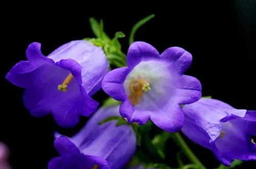 Vista 4 de Canterbury Bells Campanula - Jardín de flores de campanillas medianas alrededor de 100 semillas para plantar