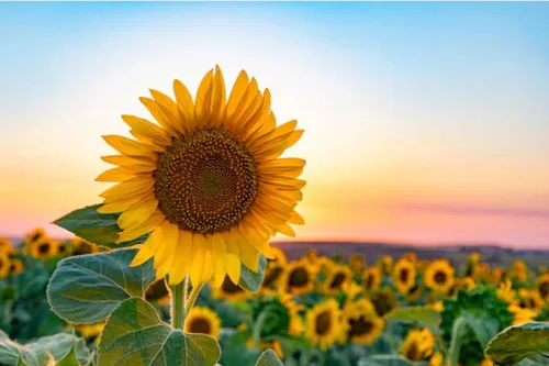 Vista 8 de 500 semillas de girasol mixtas para plantar, semillas de girasol tradicionales sin OMG de alta calidad para plantar en jardines y paisajismo, mejora