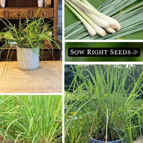 Vista 4 de Sow Right Seeds - Semillas de hierba de limón para plantar - Reliquia sin OMG - Indias Orientales - Repelente de mosquitos - Ideal para exteriores