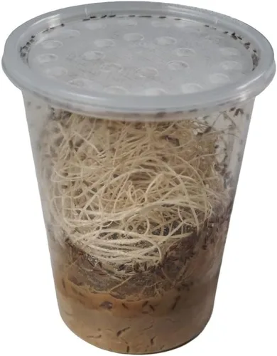 Vista 5 de Josh's Frogs Black Drosophila Hydei Fly Culture, 32 oz - Recién comenzado Negro Hydei