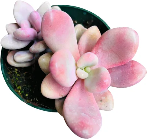 Vista 10 de Plantas de cactus suculentas vivas de USKC (maceta de 4 pulgadas) (Aptenia Cordifolia Variegata)