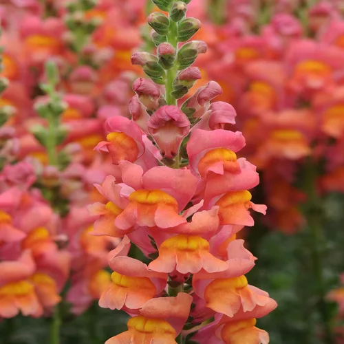 Vista 7 de Outsidepride 5000 semillas anuales de flores de dragón naranja para plantar