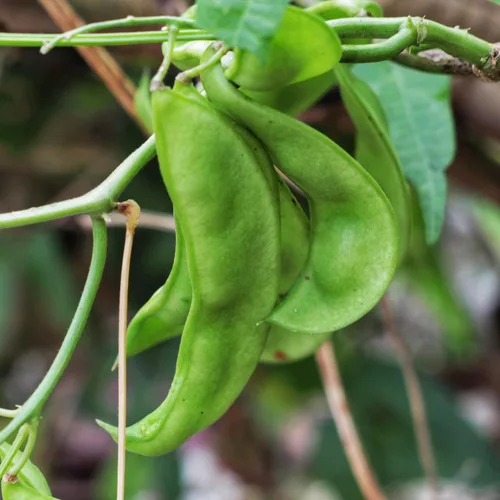 Vista 4 de Seed Needs Semillas de Frijol Lima para Plantar Frijoles Henderson Lima - Semillas de Vegetales Heirloom Sin OMG y Sin Tratar para Plantar un Jardín