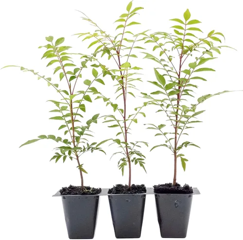 Vista 11 de 1 árbol de pistache chino Árbol joven vivo en cubo de vivero de 2.5 pulgadas Variedad Pistacia Chinensis Toldos de sombra caducifolios