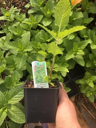 Vista 3 de Planta viva de menta Mojito (mentha x villosa)