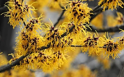 Vista 2 de Planta viva de hamamelis de 2-3 pies en un ABP
