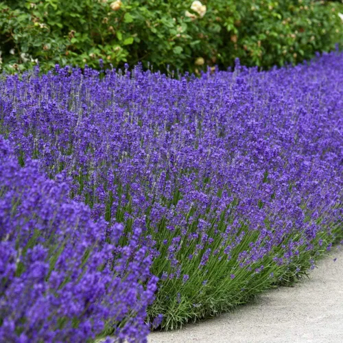 Vista 7 de Outsidepride Semillas de lavanda inglesa, 10000 piezas de semillas de hierbas perennes, tolerantes a la sequía y aptas para polinizadores