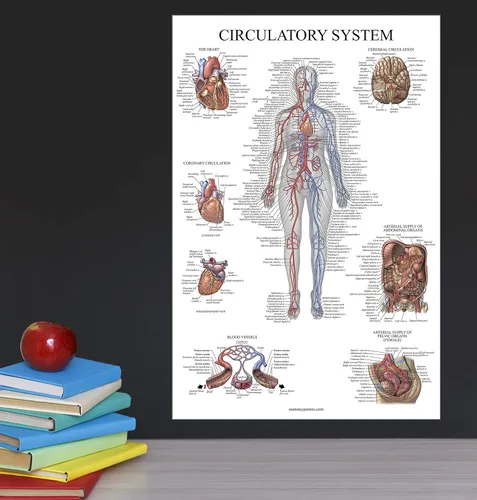 Vista 4 de Palace Learning Carta anatómica del sistema circulatorio, póster de anatomía vascular, (18 x 24 pulgadas)