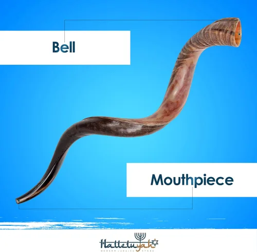 Vista 3 de HalleluYAH Shofar kudu medio pulido Kosher original de Israel