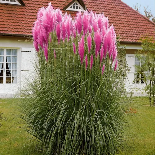 Vista 5 de Semillas de hierba de pampa rosa (Cortaderia selloana) Hierba ornamental anual para plantar