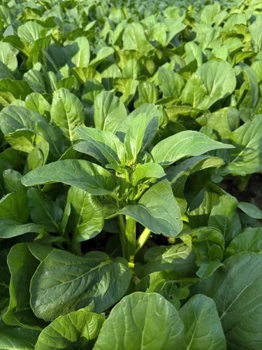 Vista 2 de 4000 semillas de Choy Sum de alta calidad – Cải Ngồng – Yu Choy – Semillas de col china en flor – Sin OMG, reliquia, tasa de germinación del 99%