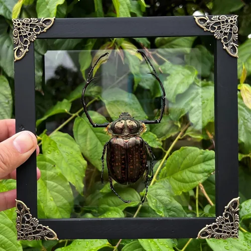 Vista 124 de 2 Real Dragonfly Specimens Shadow Box Framed Insect Display Oddities Curiosities Entomology Collection Natural History Wall Decor Gift for Nature