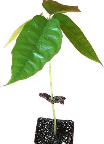 Vista 2 de Árbol de chocolate / Theobroma Cacao - 1 planta viva en maceta