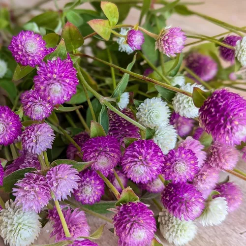 Vista 5 de Más de 1000 semillas de amaranto globo para plantar, semillas de flores de gomphrena de amaranto, pompones, sin OMG, semillas de plantas