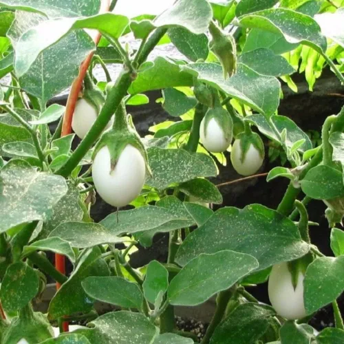 Vista 2 de 20 semillas de berenjena africana redondas blancas semillas vegetales comestibles para plantar