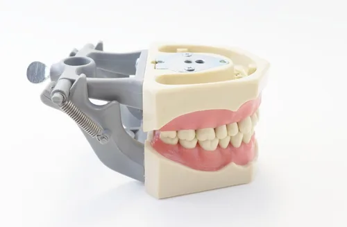 Vista 2 de Modelo educativo 860 de anatomía dental Typodont, dientes extraíbles Columbia