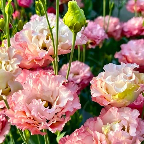 Vista 4 de Más de 300 semillas de flores Lisianthus para plantar, semillas de eustoma, doble flor al aire libre, semilla de Lizzienthus sin OMG, plantas