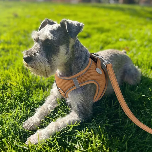Vista 55 de Joytale Arnés para Perros Pequeños, Chaleco de Malla Transpirable Step-in, Arneses Acolchados Suaves Reflectantes para Gatos y Perros Cachorros