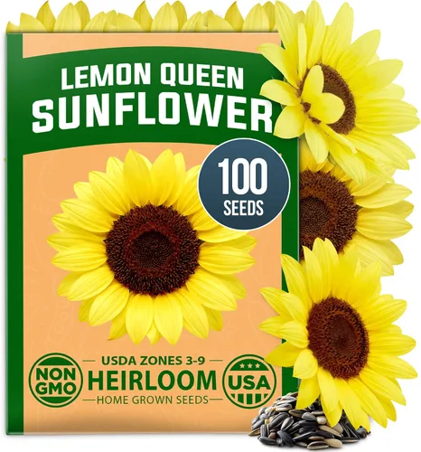 Vista 14 de HOME GROWN Bachelor Button Tall Mix 700+ Semillas de flores Centaurea