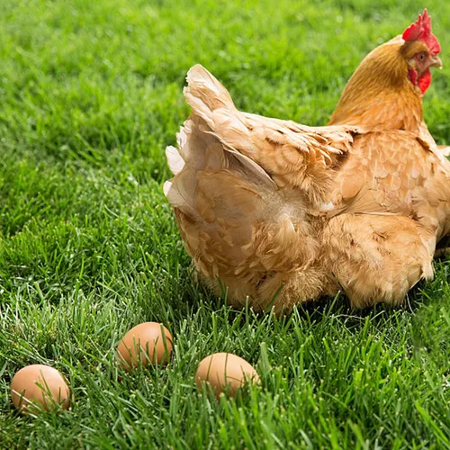 Vista 4 de YunKo Huevos de Pascua de madera, 6 piezas de huevos falsos para gallinero, huevos de Pascua para manualidades, huevos de nido marrón para poner