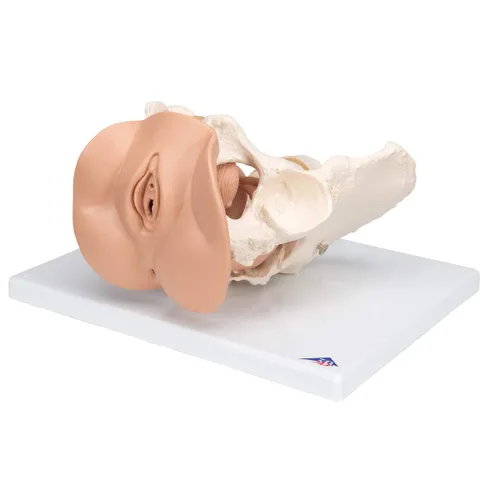 Vista 6 de 3B Scientific L31 3 Parte hembra Pelvis Esqueleto con modelo de los Órganos genitales, 13" x 10.2" x 7.1
