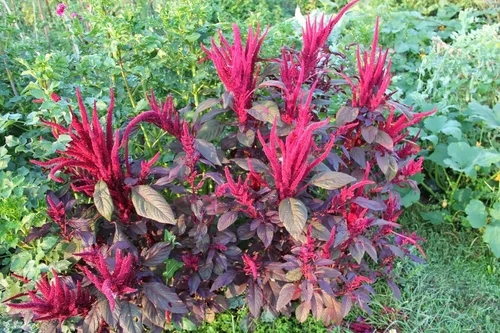Vista 2 de Amaranto Amaranthus Paniculatus Semillas exóticas para plantar en su jardín Más de 400 semillas