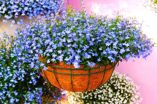 Vista 3 de Semillas Lobelia Blue Cascade más de 1000 semillas para plantar flores, cubierta vegetal