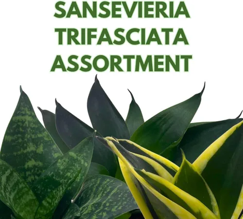 Vista 2 de BubbleBlooms Sansevieria Trifasciata Surtido de 3 plantas de serpiente enanas diferentes en forma de roseta en macetas de 2 pulgadas