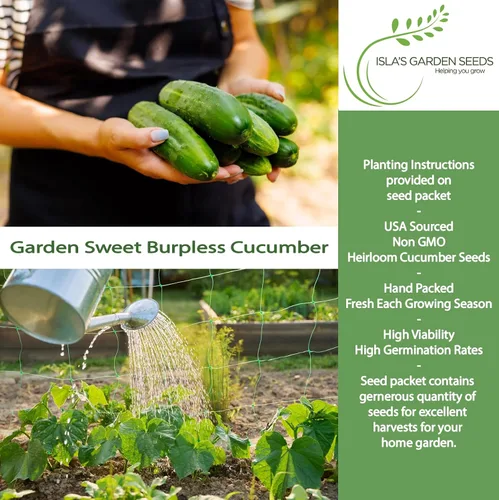 Vista 2 de Garden Sweet - Semillas de pepino sin eructos para plantar (Cucumis sativus) – Más de 50 semillas sin OMG y reliquias de Isla's Garden Seeds
