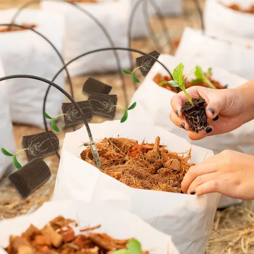 Vista 7 de Amyhill Esponjas hidropónicas, cápsulas de iniciación de crecimiento, tapones de esponja de crecimiento orgánico para cultivo de plantas (50 piezas)