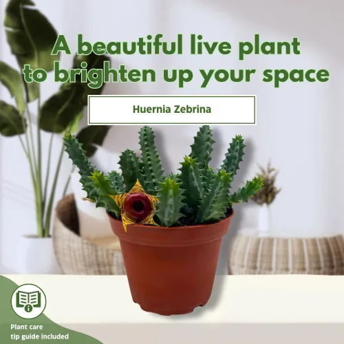Vista 3 de BubbleBlooms Salvavidas Huernia Zebrina, Starfish Stapelia Cactus, vive en una maceta de 4 pulgadas
