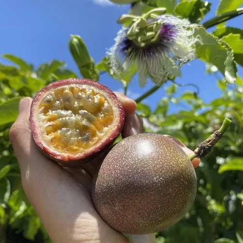 Vista 4 de Semillas de frutas mixtas para plantar, 40 unidades, limón, naranja, manzana, maracuyá, 10 unidades, arándano, 10 unidades, cereza, semillas frescas
