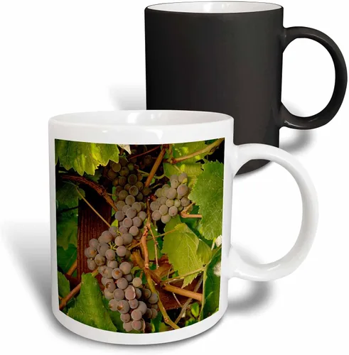 Vista 9 de 3dRose Danita Delimont – Vineyards – Estados Unidos, Oregón, Keizer, Pinot Gris Vineyard – US38 RBR0729 – Rick A Brown – Tazas, Negro/Blanco