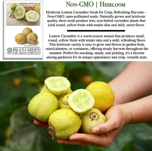 Vista 3 de Semillas de pepino de limón para plantar: más de 125 semillas sin OMG y reliquias, pepino amarillo redondo único, sabor crujiente y suave, por