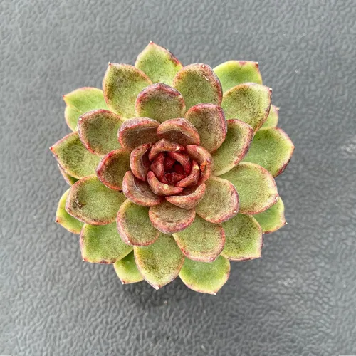 Vista 2 de Plantas suculentas vivas (Cotyledon Orbiculata cv. Long Leaf Variegated), suculentas en maceta de fácil cuidado, aproximadamente 4" de diámetro x 4