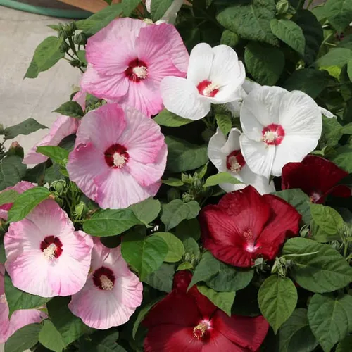 Vista 4 de CHUXAY GARDEN Mezcla Luna Hibiscus-Moscheutos Resistente Rojo Rosa Blanco Dulce Cena Planta Hibiscus 25 Semillas Flor Perenne Heirloom Al Por Mayor
