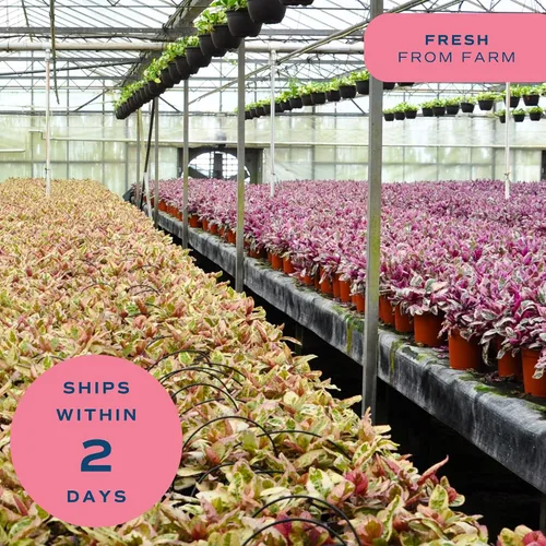 Vista 9 de Costa Farms – Planta de Pothos Albo Variegado viva en maceta auto-regante, purificadora de aire para interior, perfecta para decoración del hogar