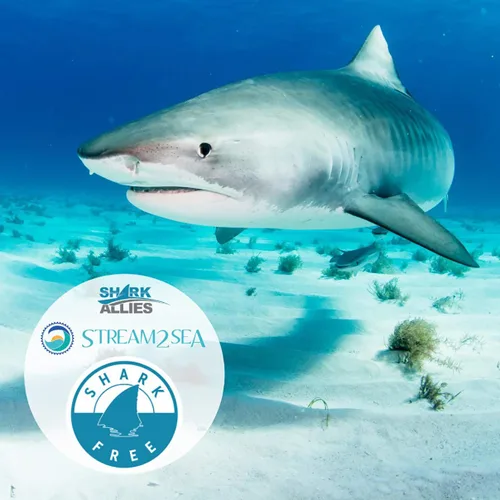 Vista 2 de STREAM 2 SEA Aceite facial de escualano, vitamina E sin tiburones seguro
