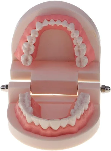 Vista 4 de Modelo de dientes de boca humana 1:1 con cepillo de dientes Cuidado de dientes Enseñanza Escuela Aprendizaje Ayuda Oficina Ornamento