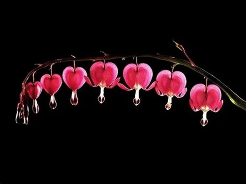Vista 3 de 20 piezas de semillas de corazón sangrante rojo - Semillas de flores raras de Dicentra Spectabilis