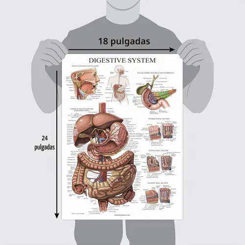 Vista 3 de Palace Learning Cuadro anatómico laminado del sistema digestivo - Cartel de anatomía gastrointestinal 18" x 24